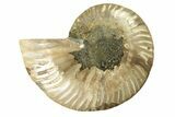 Cut & Polished Ammonite Fossil (Half) - Madagascar #263626-1